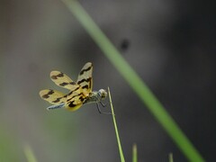 Rhyothemis graphiptera