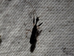 Myodocha annulicornis