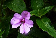 Impatiens platypetala