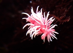 Okenia rosacea