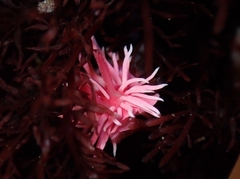 Okenia rosacea