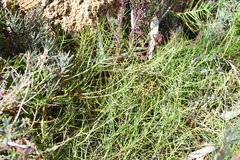 Distichlis distichophylla