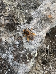 Leioproctus fulvescens
