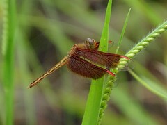 Neurothemis stigmatizans