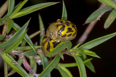 Paropsisterna obliterata