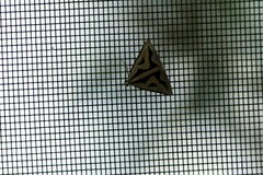 Dichromodes personalis