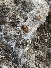 Leioproctus fulvescens