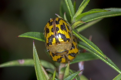 Paropsisterna obliterata