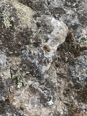 Leioproctus fulvescens