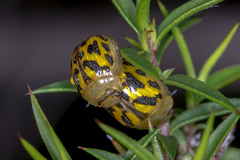 Paropsisterna obliterata