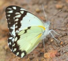 Belenois creona severina