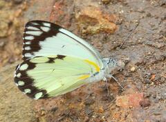 Belenois creona severina