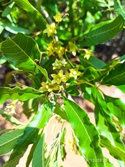 Vitex rehmannii