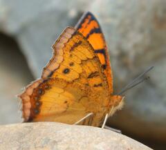 Catacroptera cloanthe