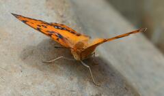 Catacroptera cloanthe
