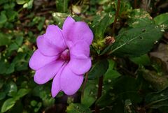 Impatiens platypetala