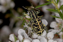 Chrysolopus spectabilis