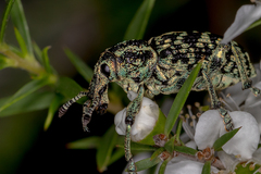 Chrysolopus spectabilis