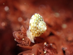 Calliostoma tricolor