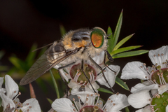 Scaptia auriflua