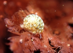 Calliostoma tricolor