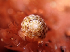 Calliostoma tricolor