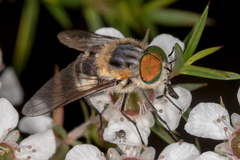 Scaptia auriflua