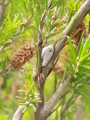 Monophlebidae