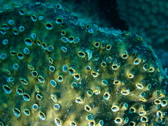 Polyandrocarpa polypora