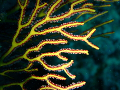 Melithaea ochracea