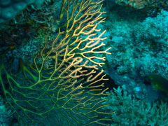 Melithaea ochracea