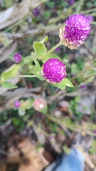 Gomphrena globosa
