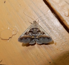 Acantholipes trajecta
