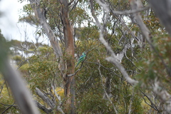 Barnardius zonarius barnardi