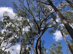 Eucalyptus planchoniana