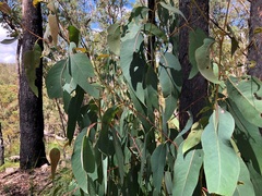 Eucalyptus planchoniana