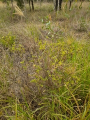 Stylosanthes