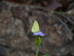 Eurema alitha
