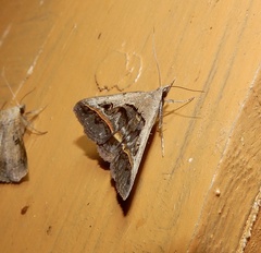 Acantholipes trajecta