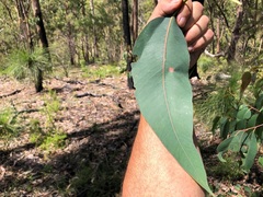Eucalyptus planchoniana