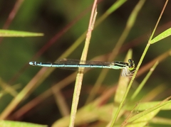 Agriocnemis lacteola
