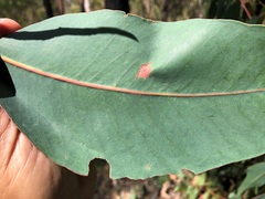 Eucalyptus planchoniana