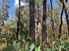 Eucalyptus planchoniana