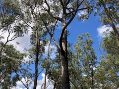 Eucalyptus planchoniana