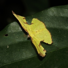 Corymica arnearia