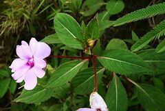 Impatiens platypetala