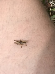 Phaulacridium marginale