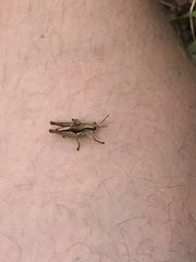 Phaulacridium marginale