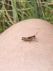 Phaulacridium marginale