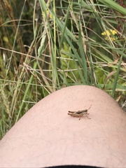 Phaulacridium marginale